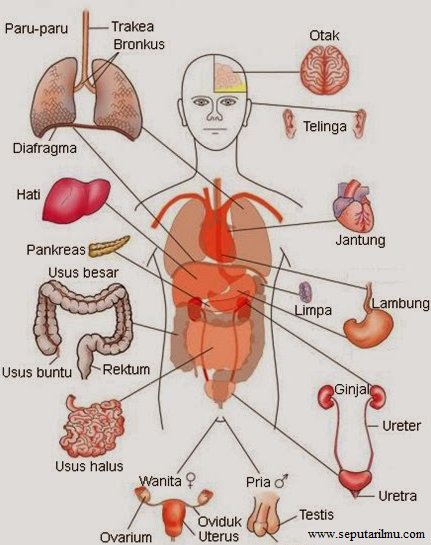organ pernapasan pada manusia